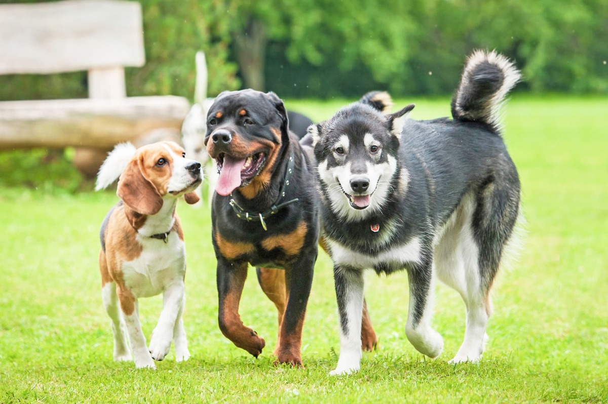 【基礎知識】そもそも多頭飼いとは？