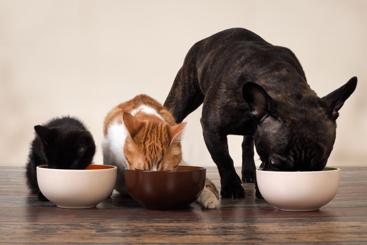 多頭飼いのペット保険選びは慎重に