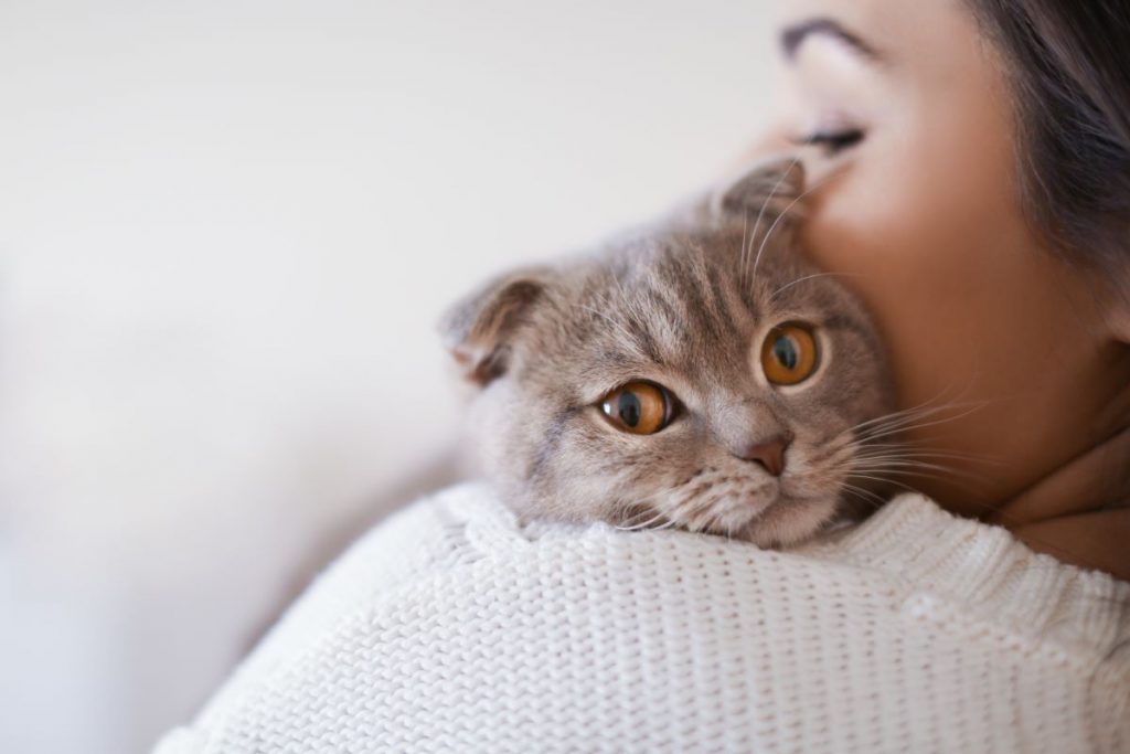 猫を飼ったことを後悔しないために。猫とのリアルな生活実態を調査