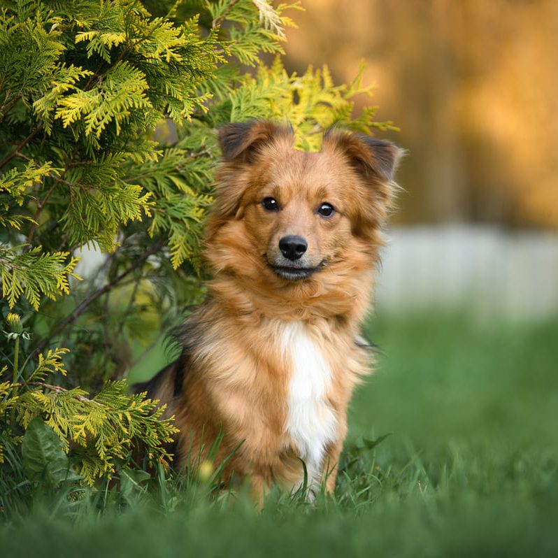 ミックス犬（混血・雑種）や雑種猫のペット保険の加入ポイントとは？