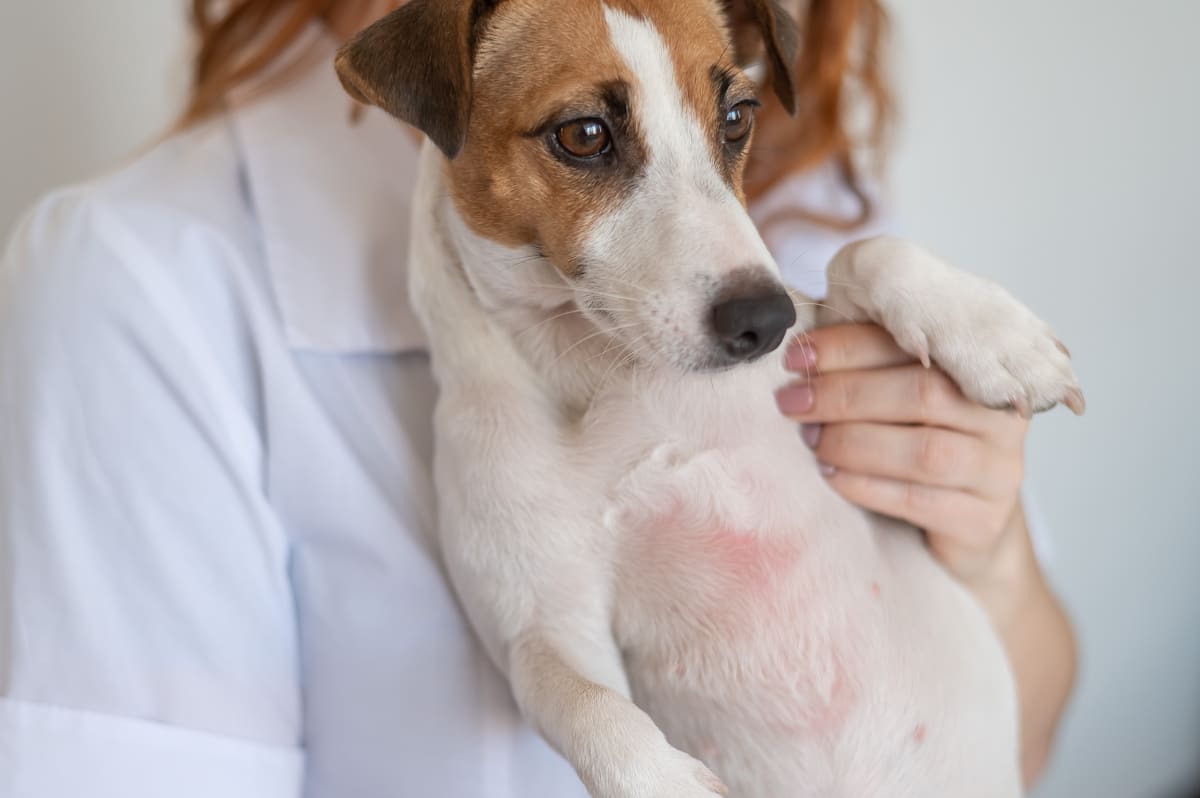 ミックス犬がかかりやすい病気・ケガ