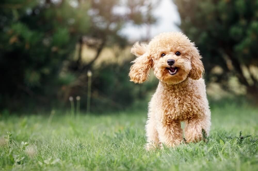 ペット初心者におすすめの犬種は?