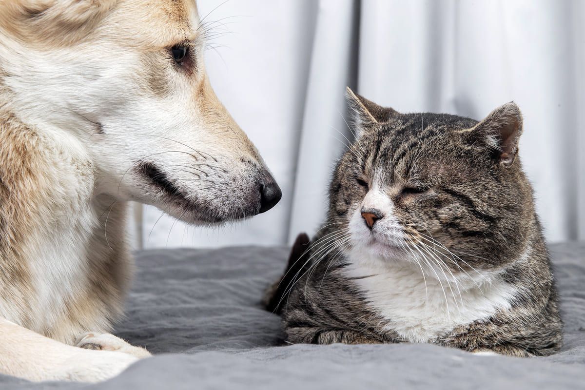 ミックス犬やミックス猫（雑種猫）のペット保険の選び方のポイント