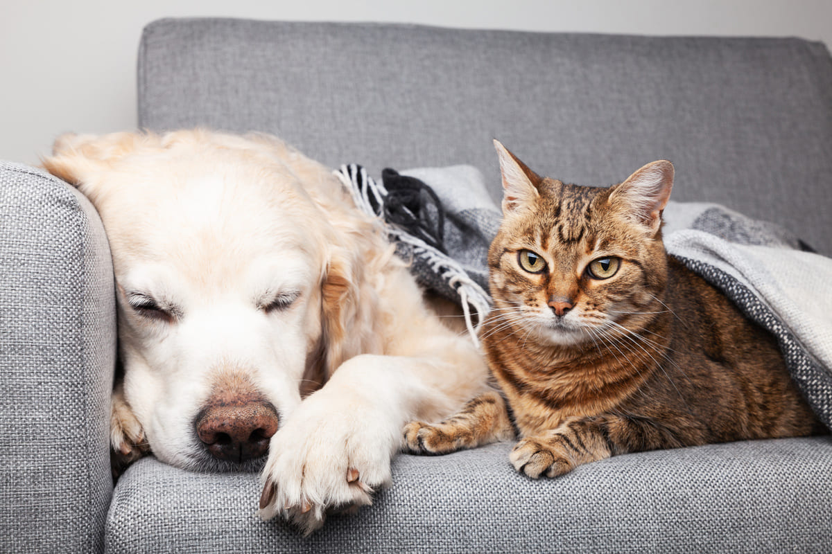 愛犬・愛猫の万一に備えてペット保険に加入しよう