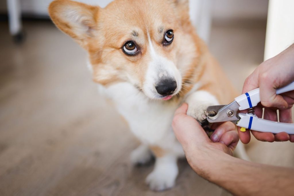 【獣医師監修】子犬の爪切りはいつから始める？爪切りの仕方と注意点を解説