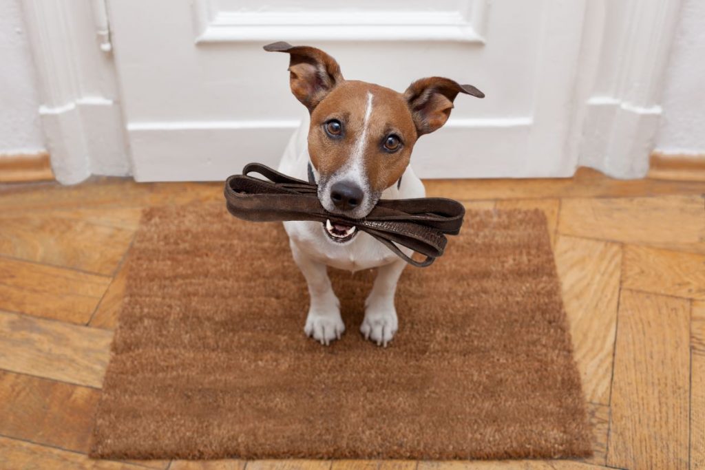 【獣医師監修】子犬をお迎えする前に！飼い主さんが準備しておきたいアイテムや環境つくりのポイント