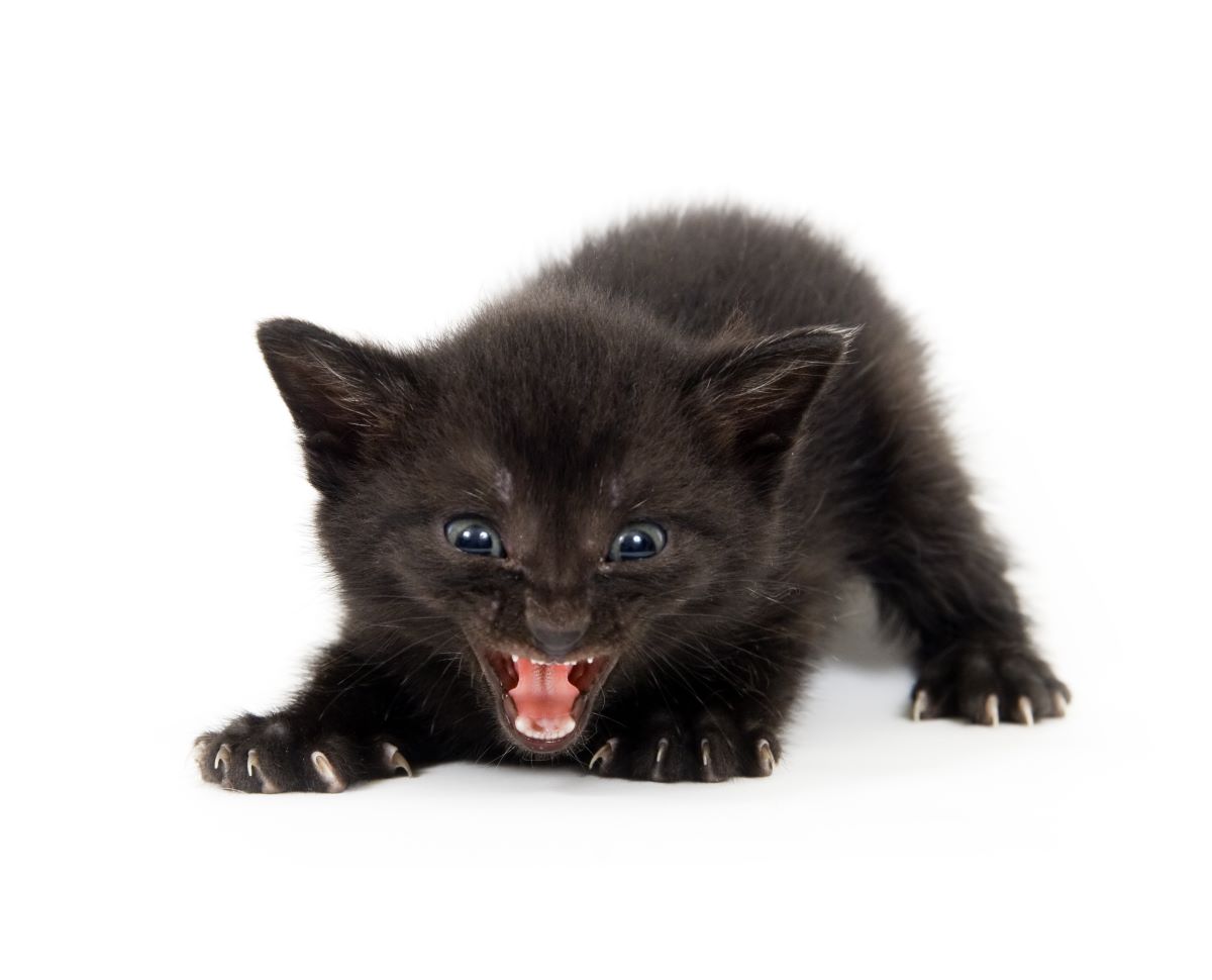 【獣医師監修】子猫が威嚇するのはなぜ？威嚇の理由や猫の心理、対処法を解説