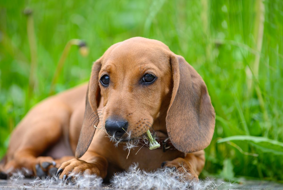 【獣医師監修】犬の拾い食いに困っている飼い主さん必見！しつけや対処法を解説