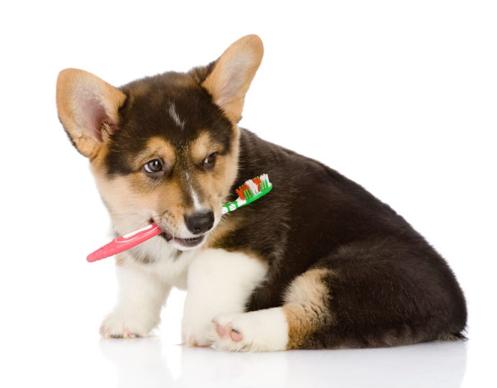 【獣医師監修】子犬の歯磨きはいつから始める？歯磨きの仕方やタイミング、頻度を解説