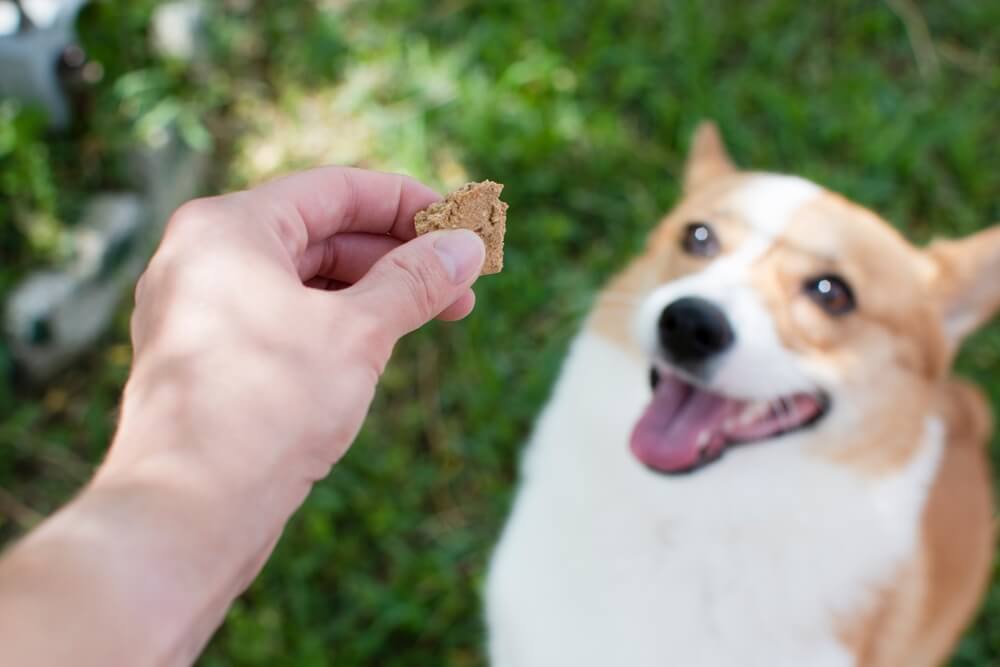 子犬におやつを与え始めるタイミングと月齢別のおすすめおやつ