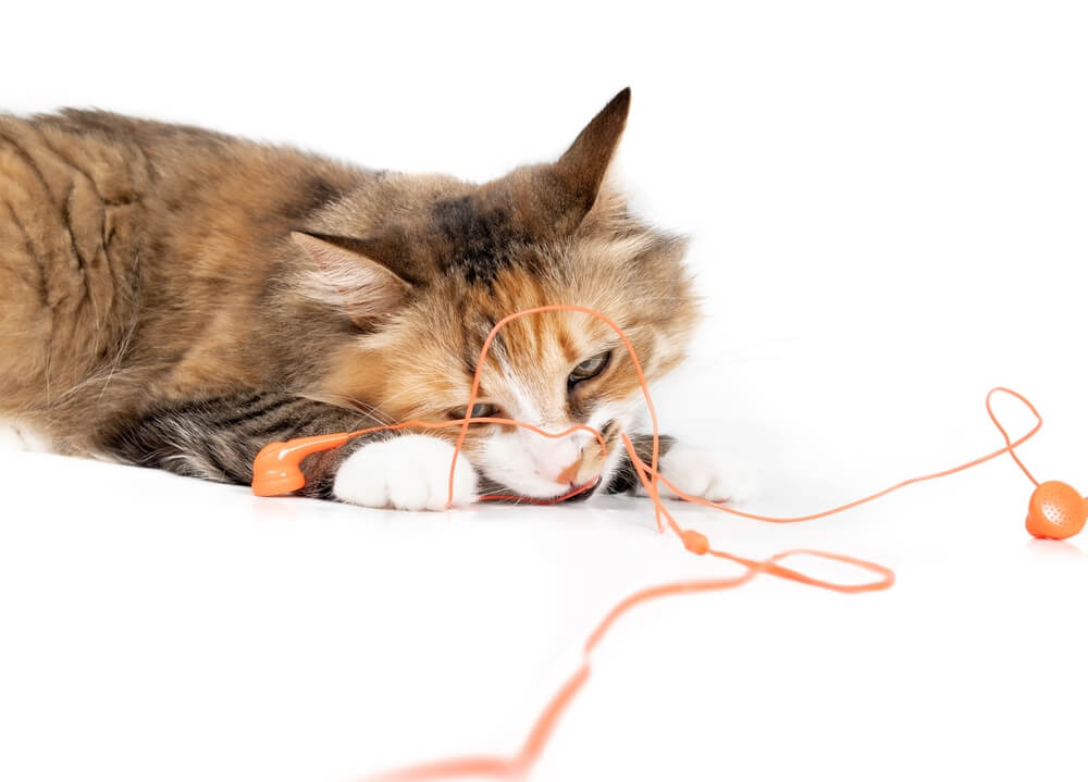 そのほかに猫が誤食しやすいもの