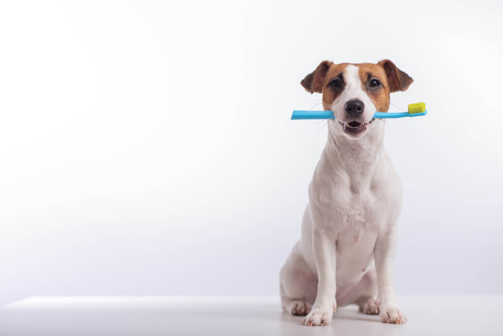 犬の歯磨きの頻度は？
