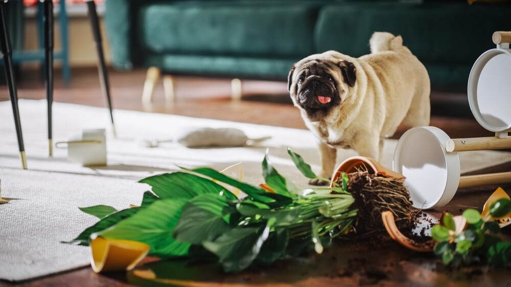 犬の拾い食いの防止方法