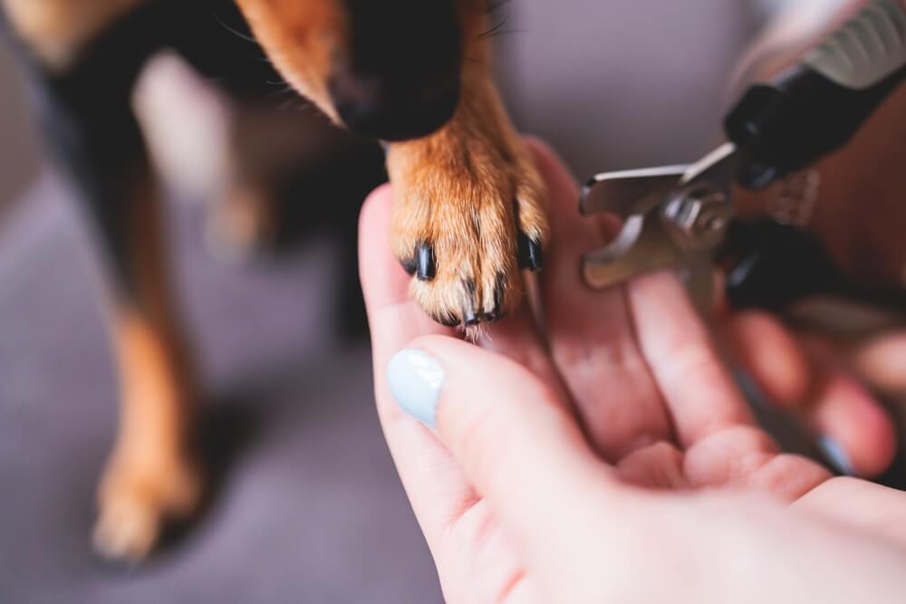 子犬の爪の切り方