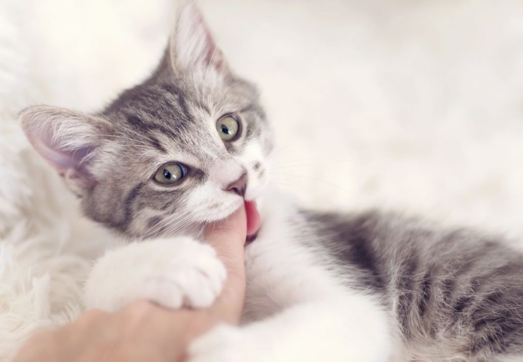 【獣医師監修】噛み癖のある子猫のしつけ方は？やめさせ方と感染症リスクについて