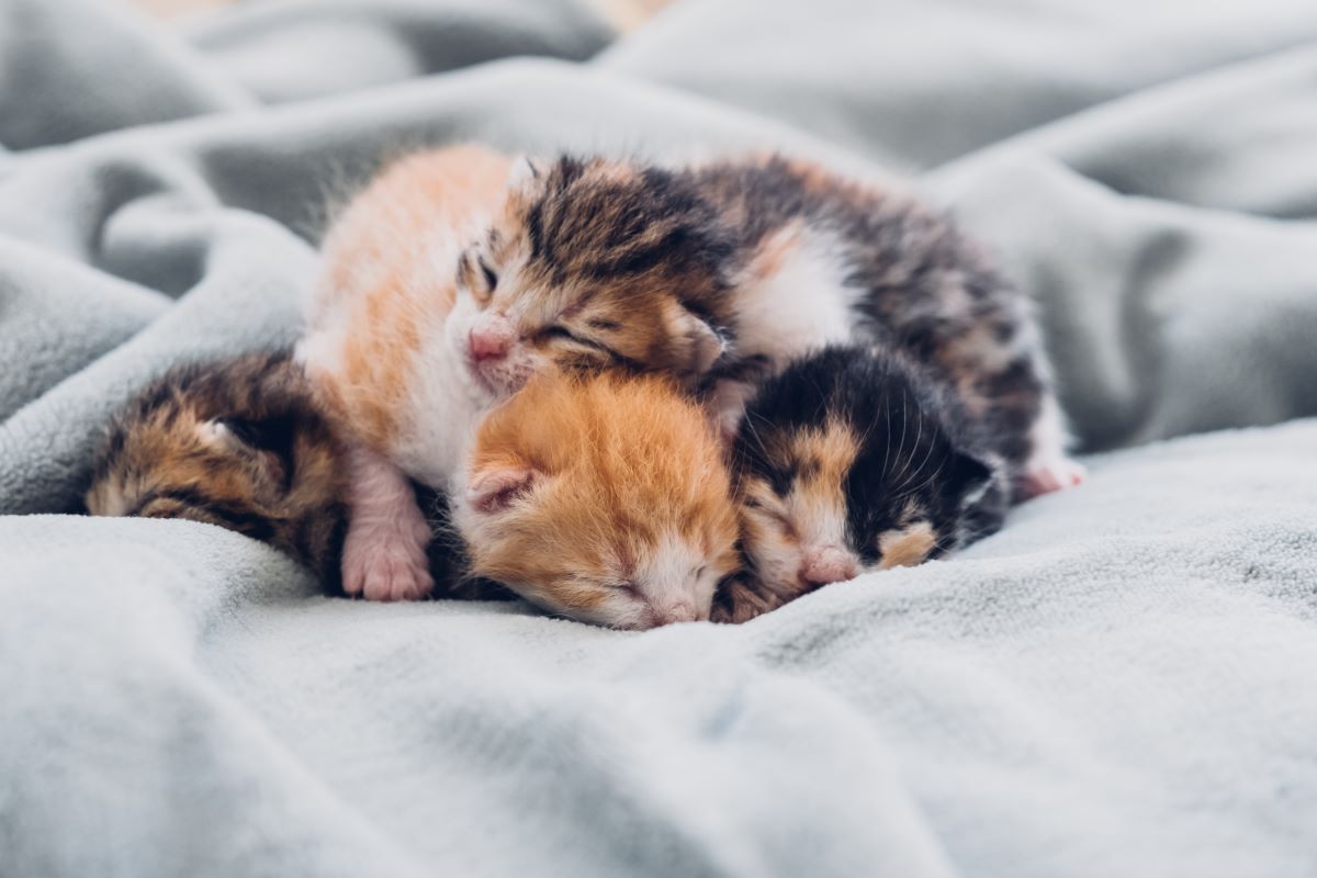 【獣医師監修】生まれたての子猫の育て方は？授乳や排泄などのお世話から、環境の整え方まで解説