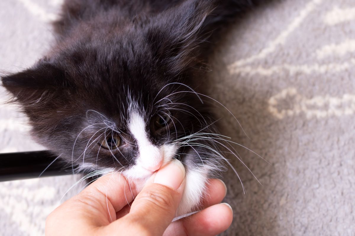 【獣医師監修】　噛み癖のない子猫に育てるには？！飼い主さんが知っておきたい子猫の育て方