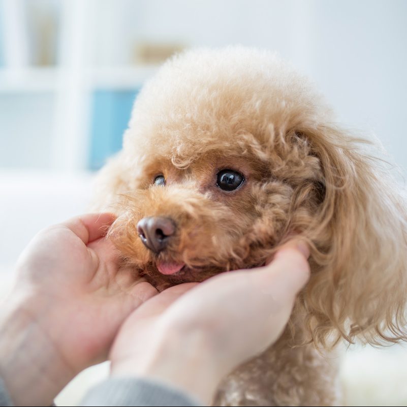 犬の保険の入り方・加入条件とは？3つの種類を紹介！