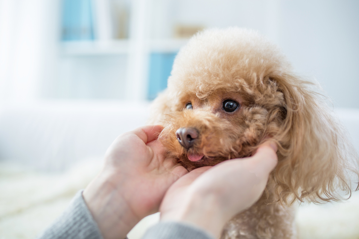 犬の保険の入り方は主に3種類