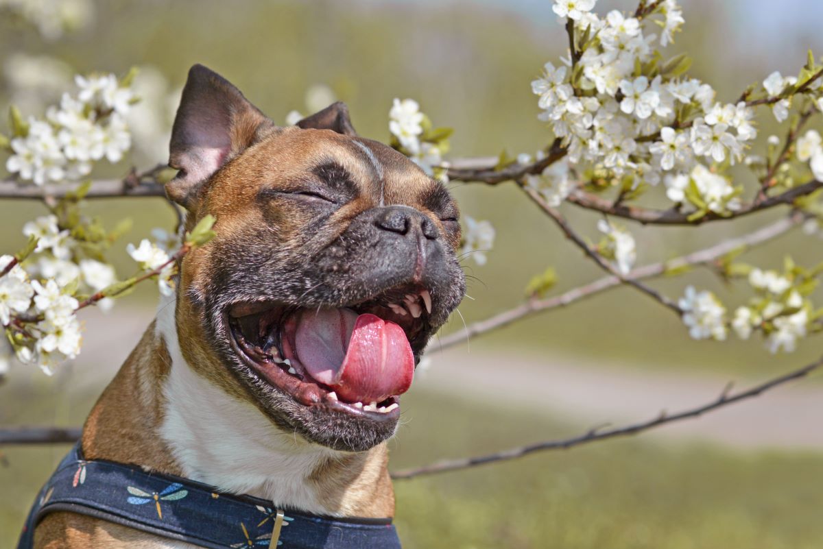 【獣医師監修】子犬のくしゃみの原因は？考えられる病気や対処法を獣医師が解説