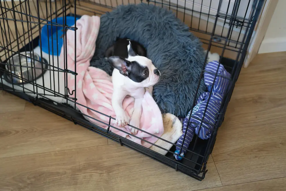 獣医師監修】子犬のお留守番はいつから？トレーニングや準備、お留守番