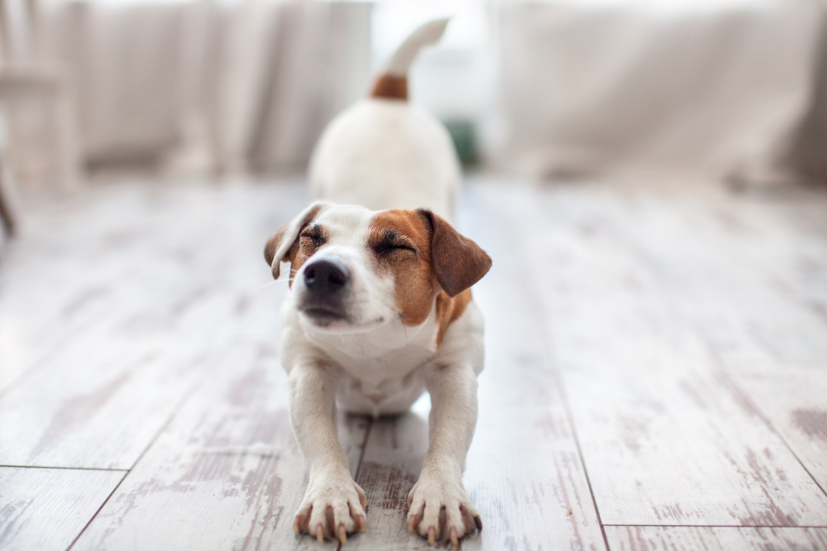 犬の保険に加入するまでの流れ