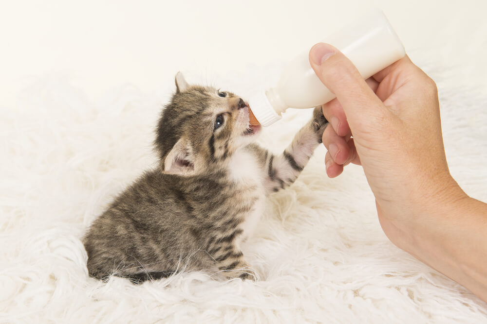 子猫を育てるために必要なもの