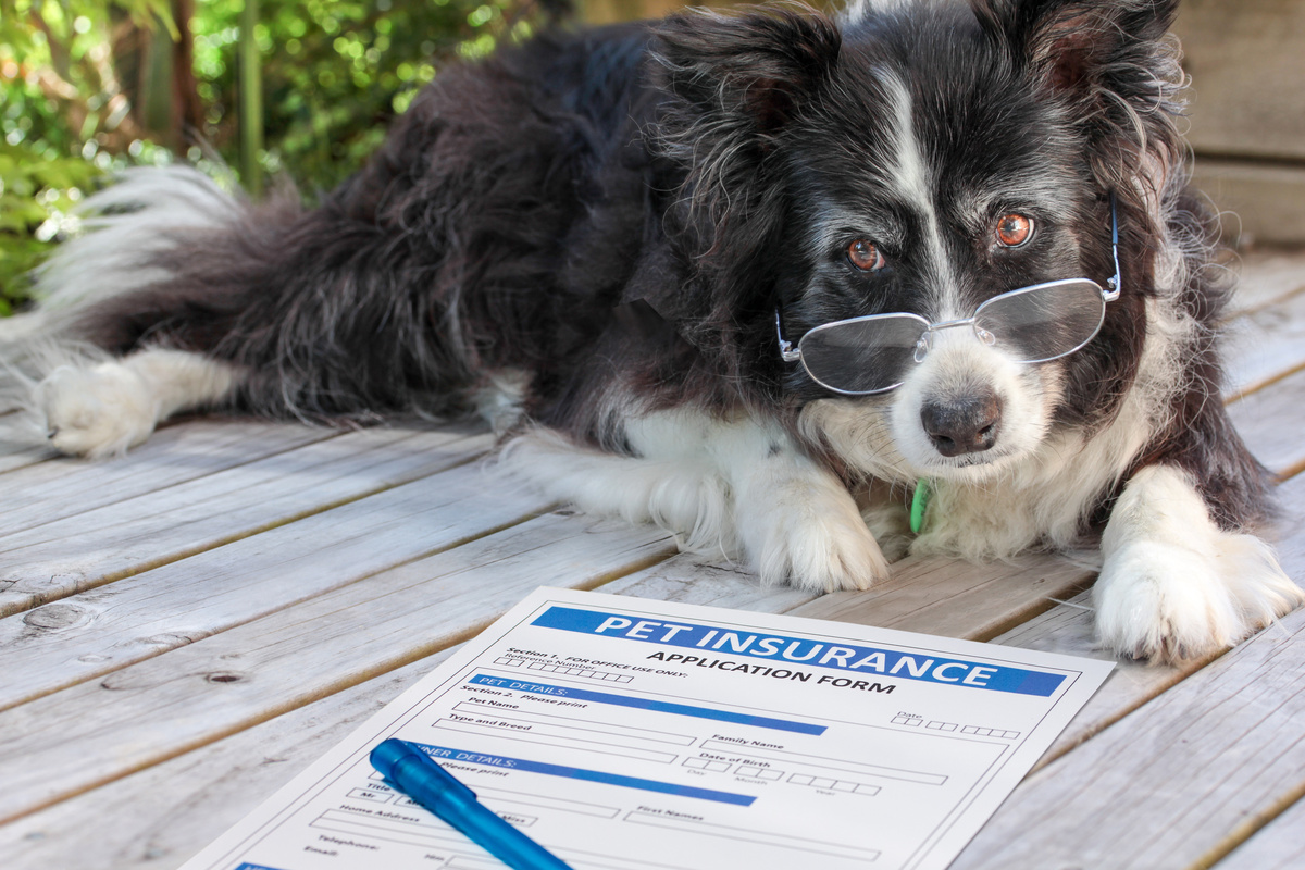 犬の保険の加入条件はある？