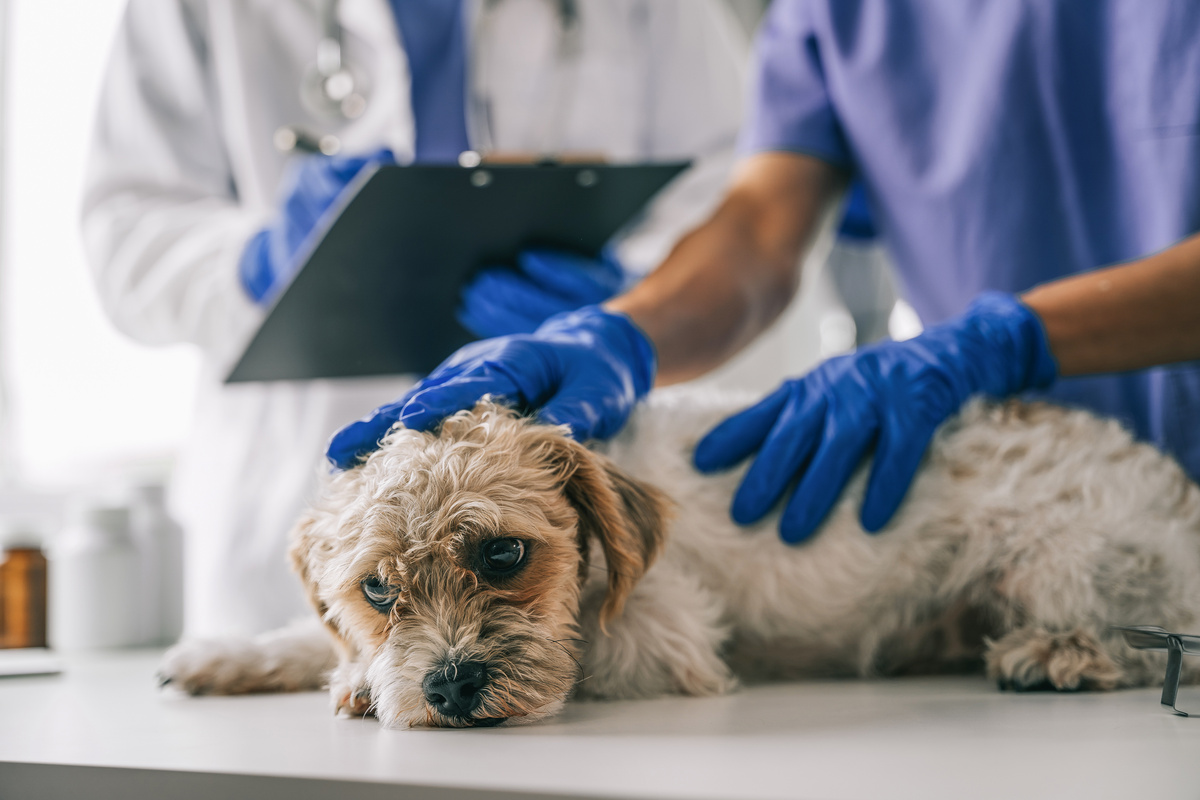 ペット保険で補償される犬の病気