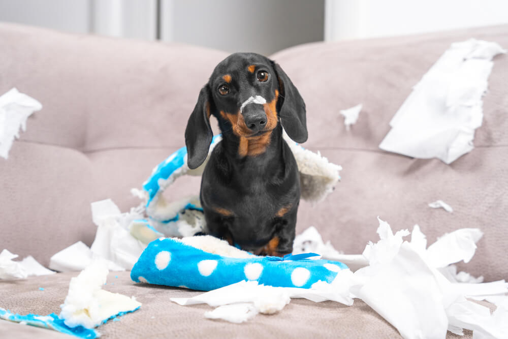 犬がお留守番できるようになるための環境作り