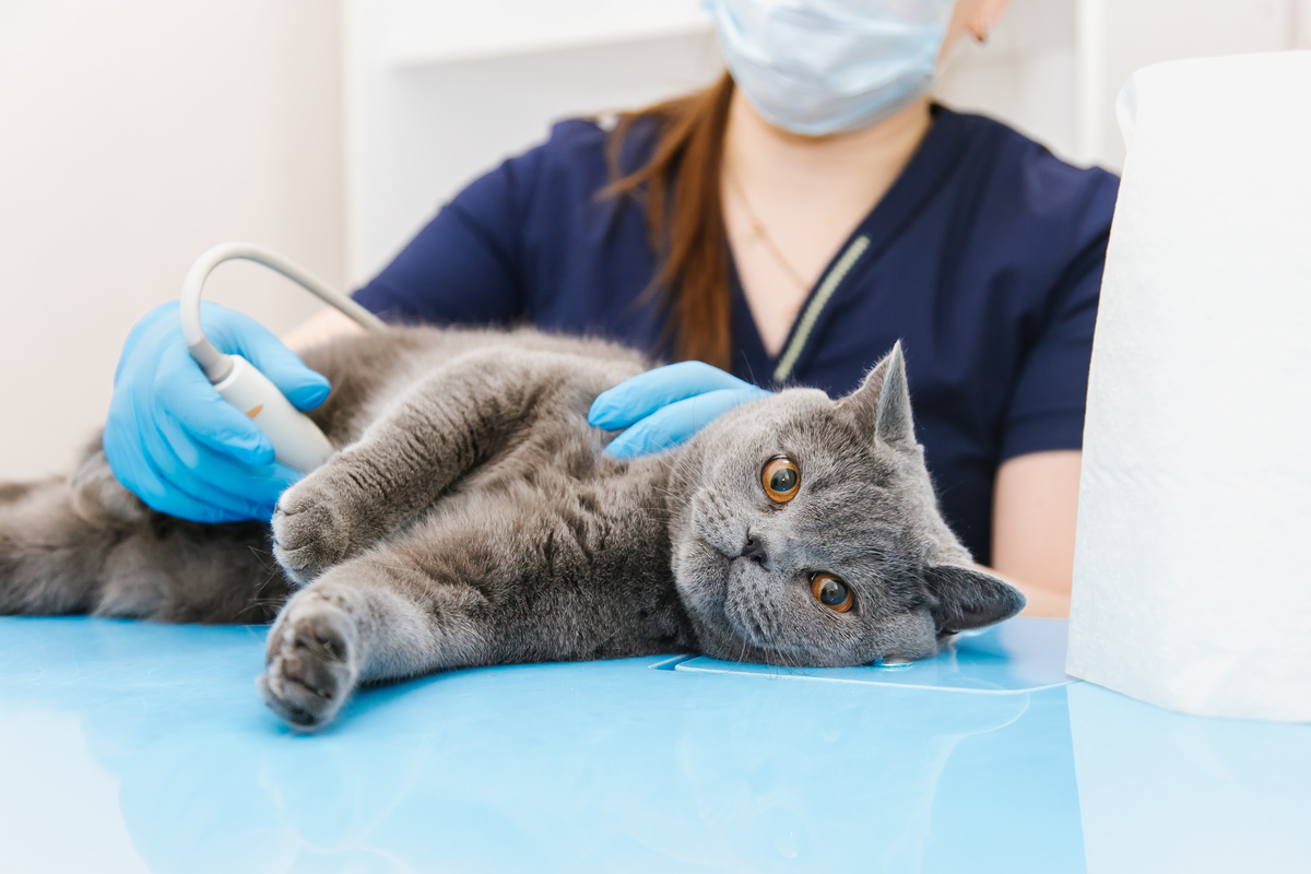 ペット保険で補償される猫の病気
