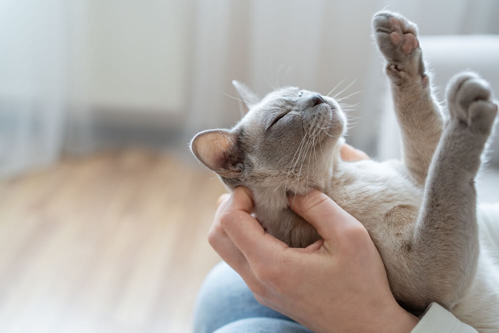 噛み癖の無い柔軟な猫に育てるには？