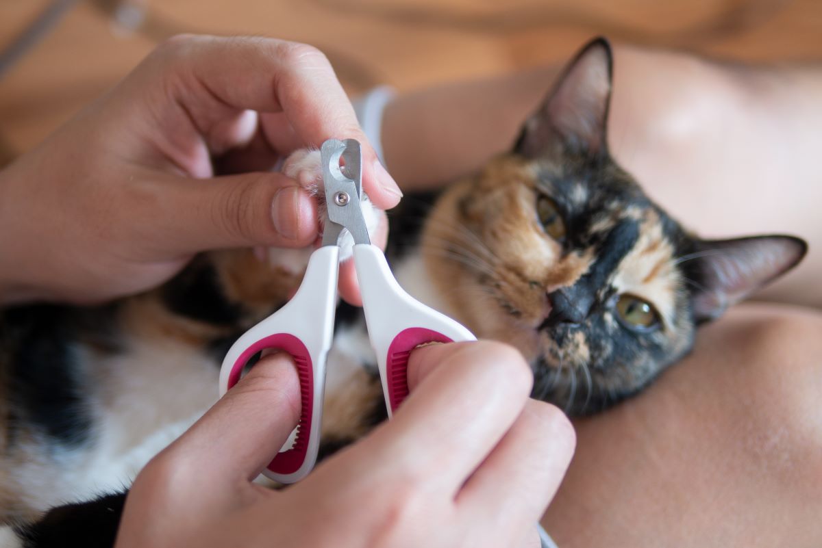 【獣医師監修】子猫の爪切りのやり方は？苦手にさせないためのポイントを解説