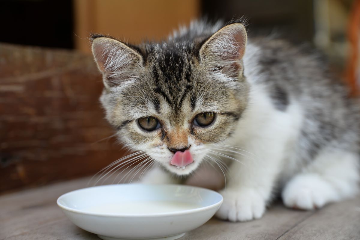 【獣医師監修】子猫の離乳食はいつから？ミルクからフードへの切り替え方や注意点