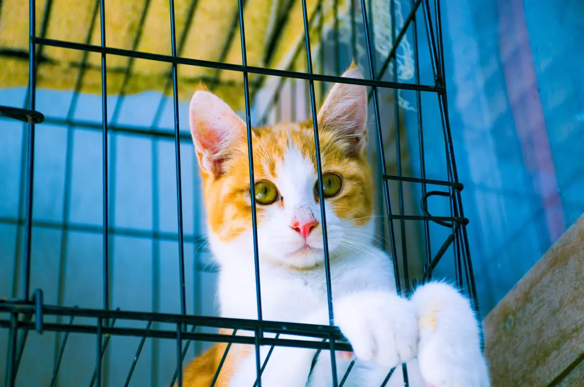 おまとめ中 ジャンピング猫温度で色変化 やせ細っ