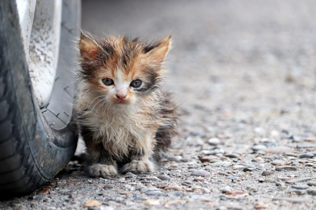 【獣医師監修】野良猫の子猫を発見！どうしたらいい？保護の仕方や注意点、お迎えの準備を解説