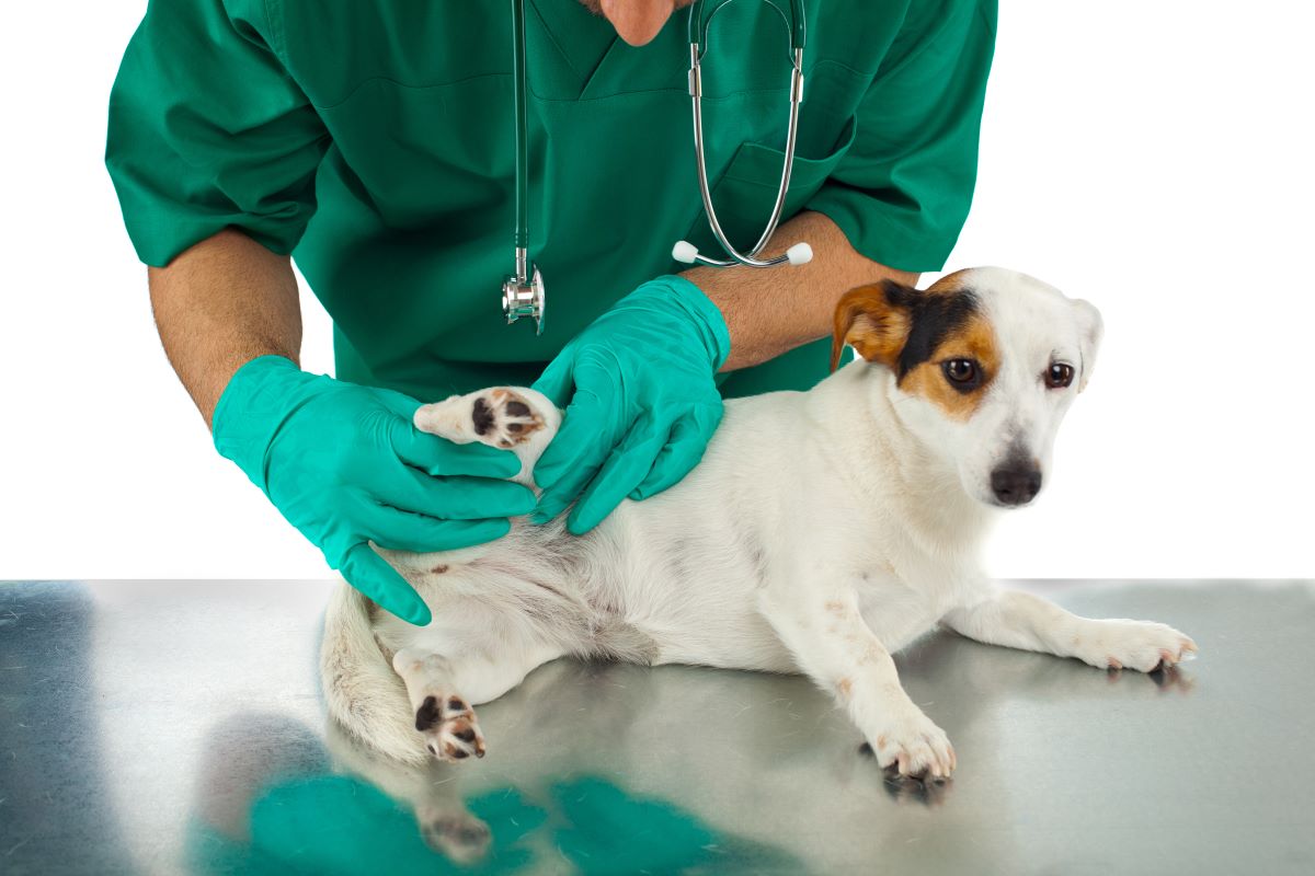 【獣医師監修】犬の股関節形成不全とは？原因や症状、治療法を解説