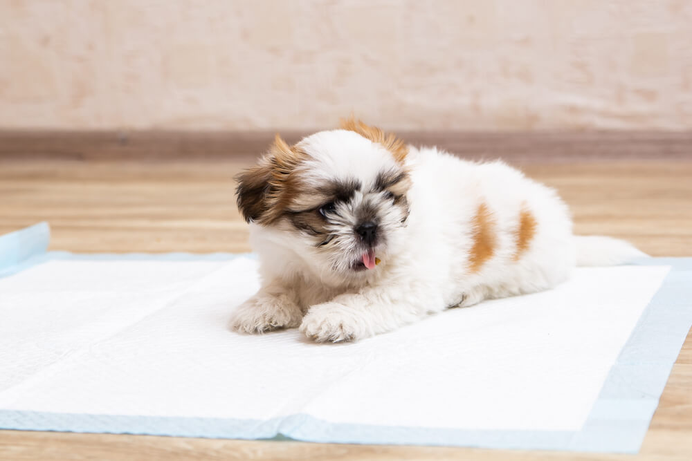 子犬がトイレで寝るのをやめさせる方法