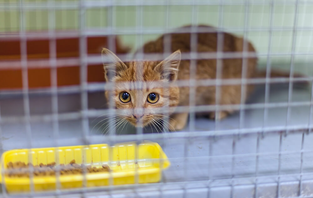 野良の子猫を保護する方法