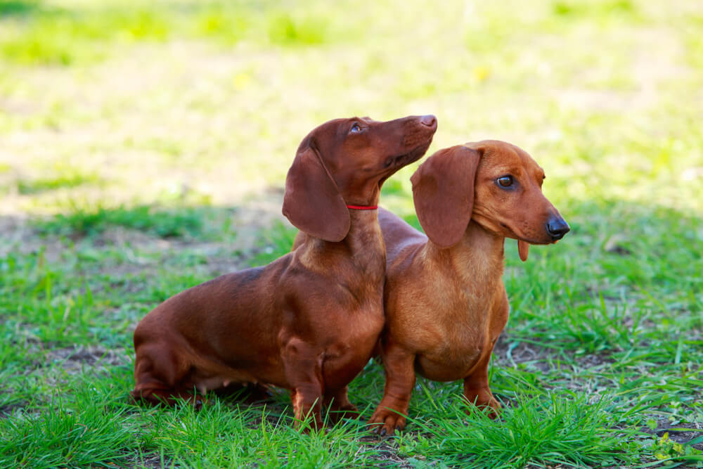 犬の股関節形成不全の原因は？