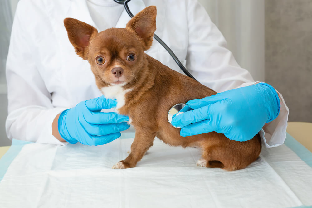 犬の水頭症の初期症状や見た目の特徴