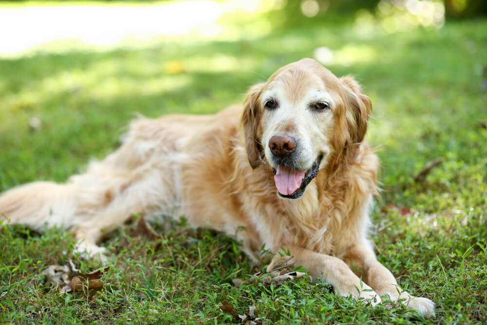 犬の股関節形成不全の症状は？