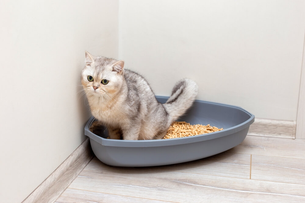 猫の尿路結石の症状