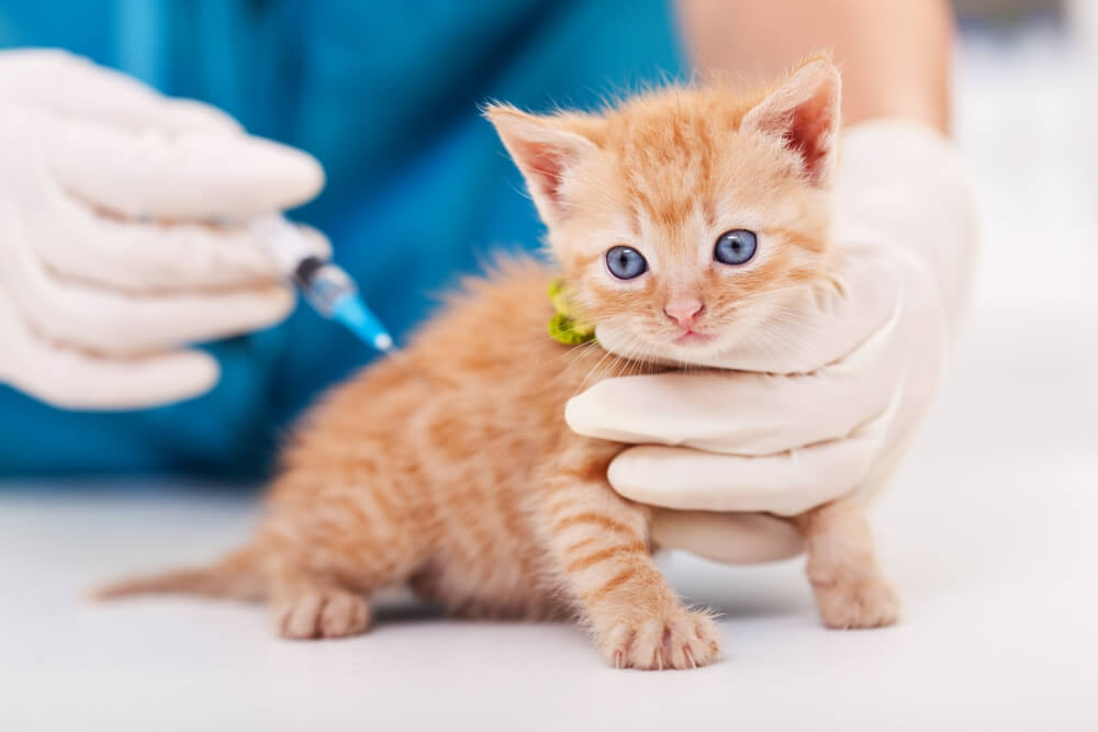 野良の子猫の保護をしたらすべきこと