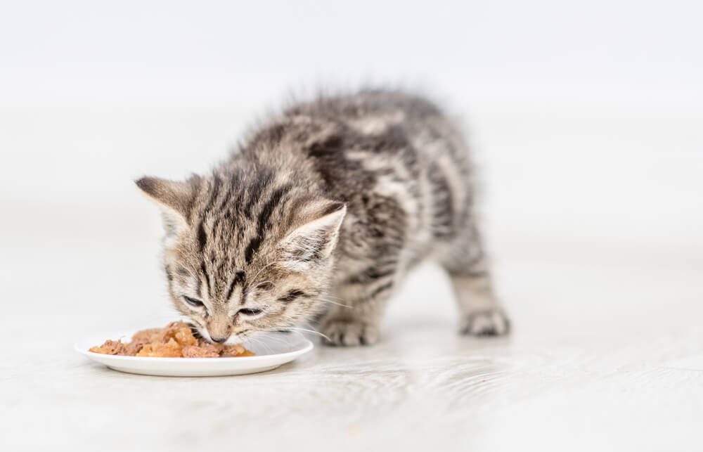 子猫の離乳食の回数