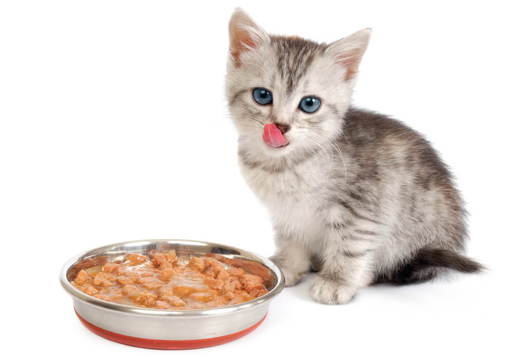 子猫が離乳食を食べて下痢をしたら？