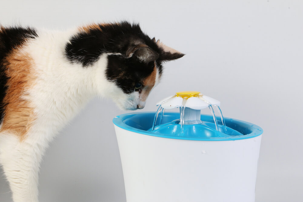 猫の尿路結石の予防法