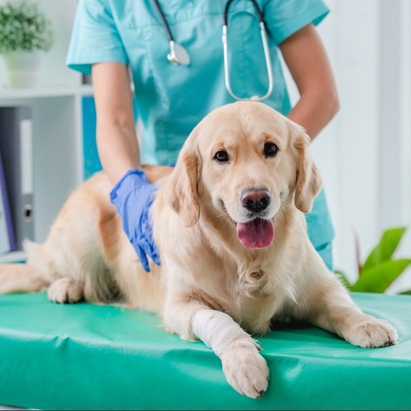 愛犬の病院を変えるとペット保険の乗り換えも必要？注意点を解説