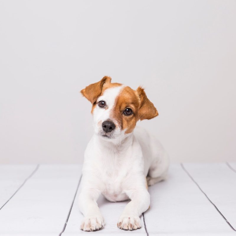 犬のペット保険の補償対象外（適用外）・補償範囲って何？分かりやすく解説