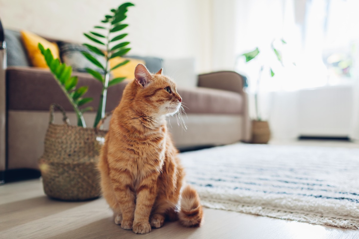 猫のペット保険の種類と補償内容